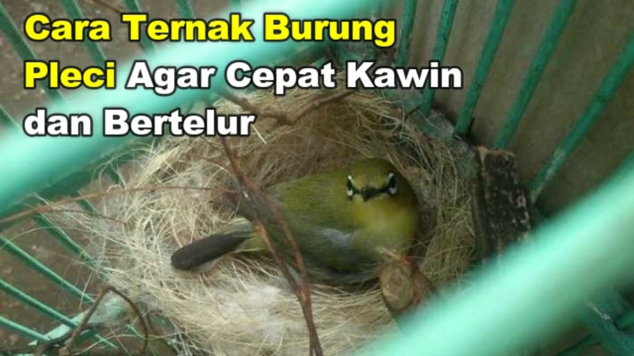 Cara Ternak Burung Pleci Agar Cepat Kawin dan Bertelur 