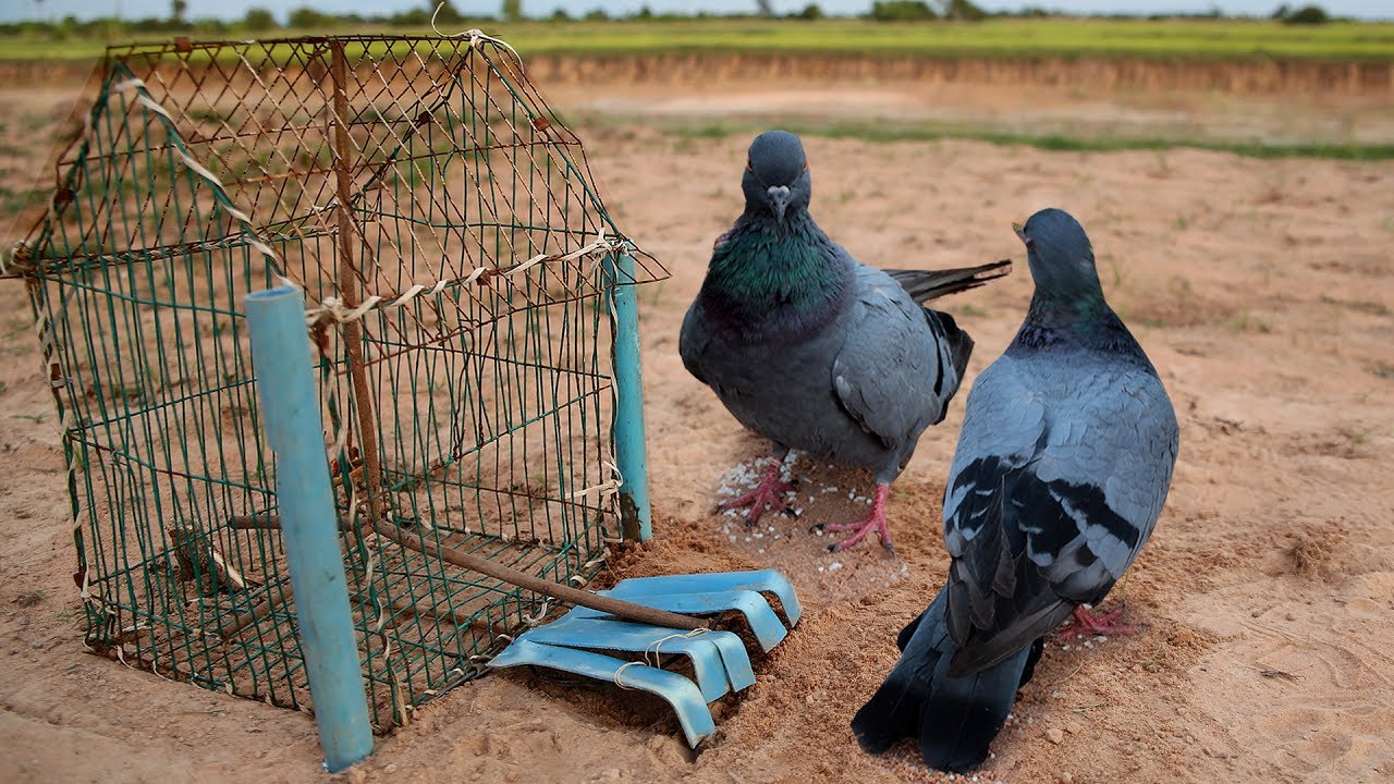 即日出荷 バードトラップ 鳥類捕獲 ハト 鳩 保護器