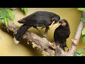 Huia Bird - Recently Extinct Animals
