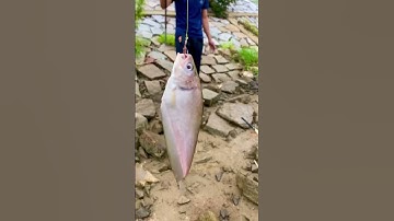 Câu cá thát lát ven bờ đê #shorts