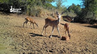 HOW-TO: Increasing the Number of Fawns in Your Herd