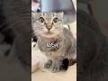 定点カメラを見たら【キジトラの野良猫⑨】# shorts