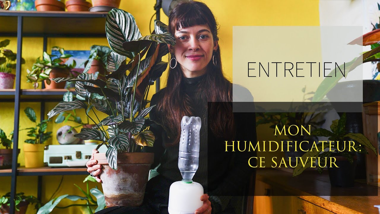 ENTRETIEN DE PLANT ADDICT : Mon Humidificateur 💦