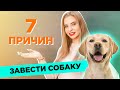 7 главных причин завести собаку