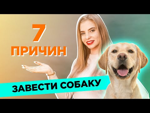 Видео: 5 главных причин завести собаку