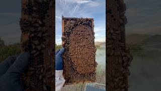 This frame is almost all full of brood. #bees#beekeeper #almonds #beekeeping #honey #beefeater