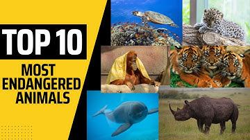 "On The Brink Of Extinction: Top 10 World