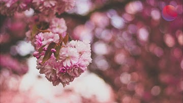 Affirmations to heal your pelvis & pelvic floor 🌺