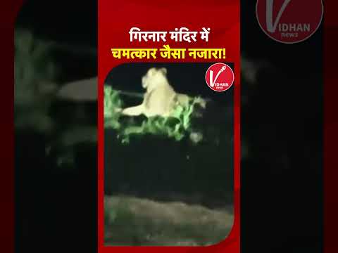 Junagadh Khodiyar Mata Mandir: गिरनार मंदिर में चमत्कार जैसा नजारा, विजयादशमी पर शेरों ने की पूजा!