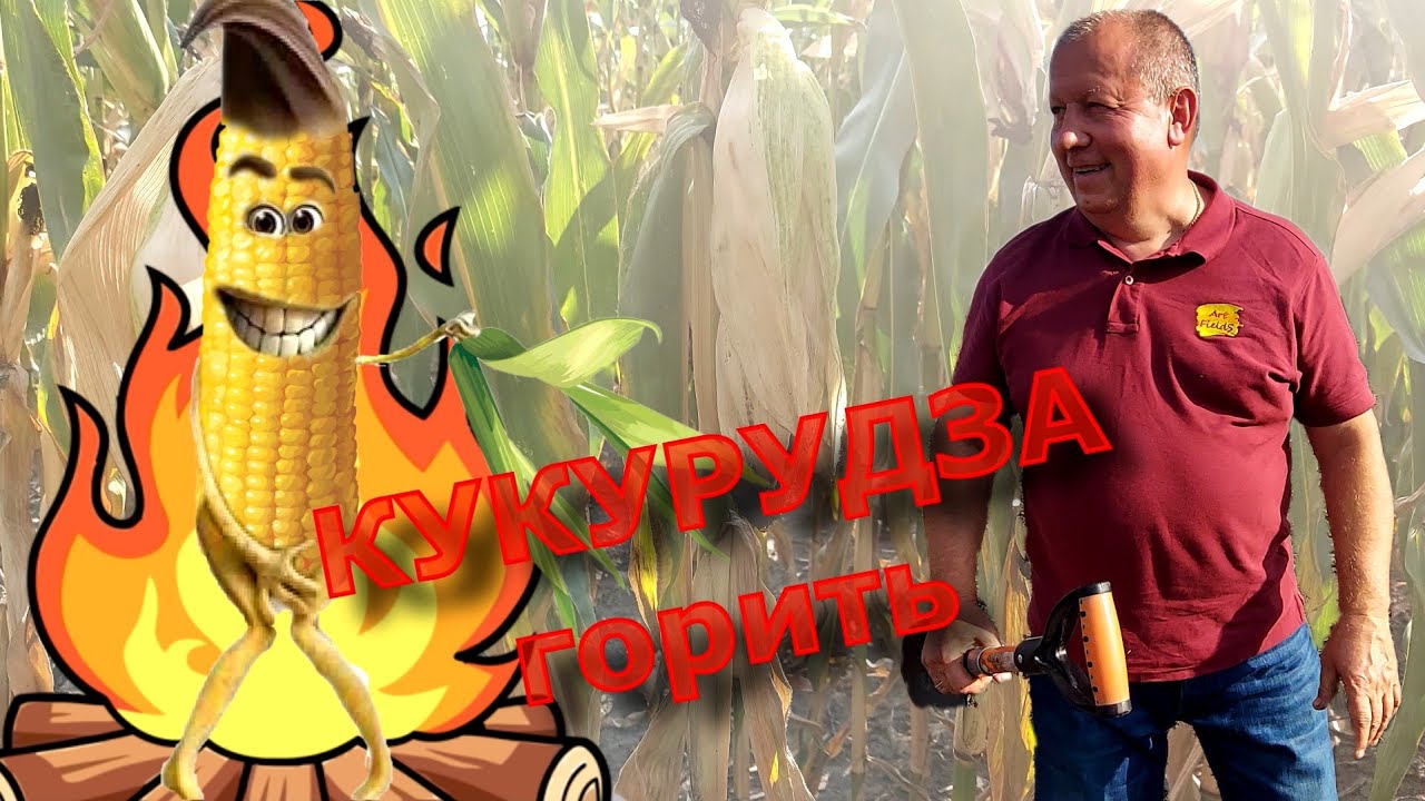 Кукурудза горить!