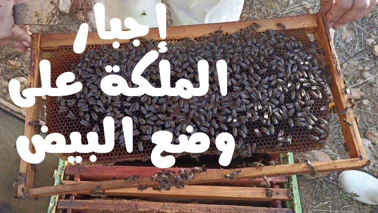 طريقة إجبار الملكة على وضع البيض/ دروس في تربية النحل