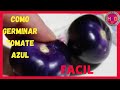 Como germinar tomate azul o morado  en 5 dias metodo mas facil