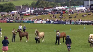 Merlod Cymreig - Ebol 2 Flwydd | Welsh Ponies - Colt 2 yr old