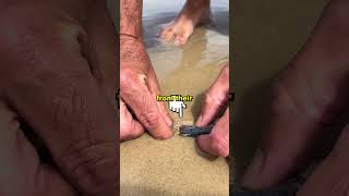 The Creature Buried Under Every Beach