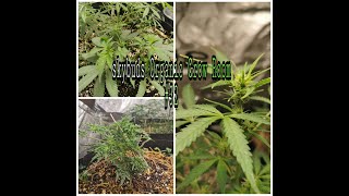 SkyBuds Organic Grow Room Series - Episode #32 - Cannabis & Crypto