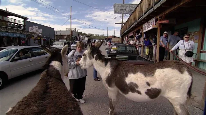 Oatman Burros