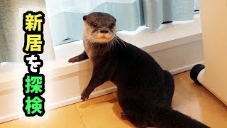 カワウソ コタロー　新しい家を探検　Kotaro the Otter Exploring New Home