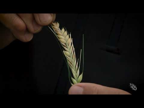 Video: Jari ječam: sorte, datumi sjetve, uzgoj, gospodarski značaj
