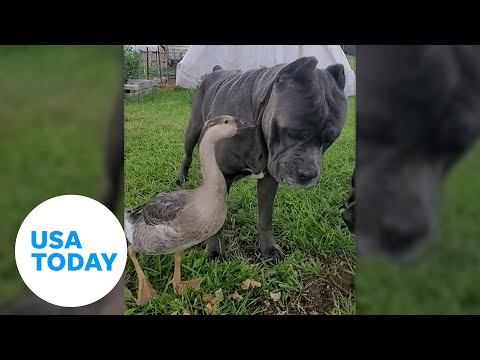 Garth the dog and a goose make adorable yet unlikely animal friends | USA TODAY