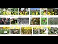 タリバンについて　＃６（ＥＮＤ）、About the Taliban(END) #6.