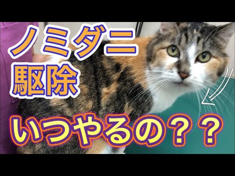 【犬猫のノミダニ予防】今知っておいた方が良い薬の付け方や種類、予防期間まで全てお話しします！