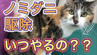 【犬猫のノミダニ予防】今知っておいた方が良い薬の付け方や種類、予防期間まで全てお話しします！