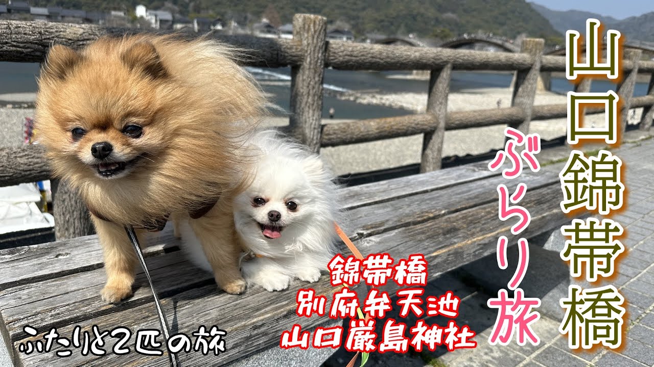 走るモップハウス【バンコン】が行く!!!山口錦帯橋、別府弁天池ぶらり旅♪