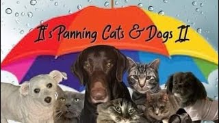 It's Panning Cats and Dogs Project Pan May 2024 UPDATE #panningpetspp