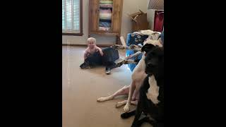 This Baby Sure Loves Her Dogs🥰👶🏼🐕 by Dogs & Other Unsolicited Advice 563 views 2 years ago 3 minutes, 1 second