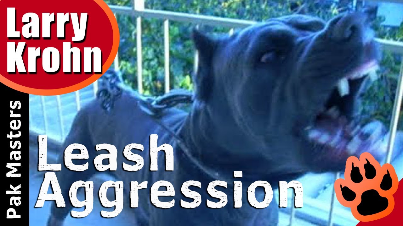 E Collar Training For Stopping Leash Aggression With Two Cane Corsos