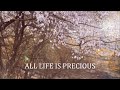 私の好きな音楽集76 角松敏生氏 vol.20「ALL LIFE IS PRECIOUS 」「You&#39;re My Only Shinin&#39; Star」Toshiki Kadomatsu Ballads