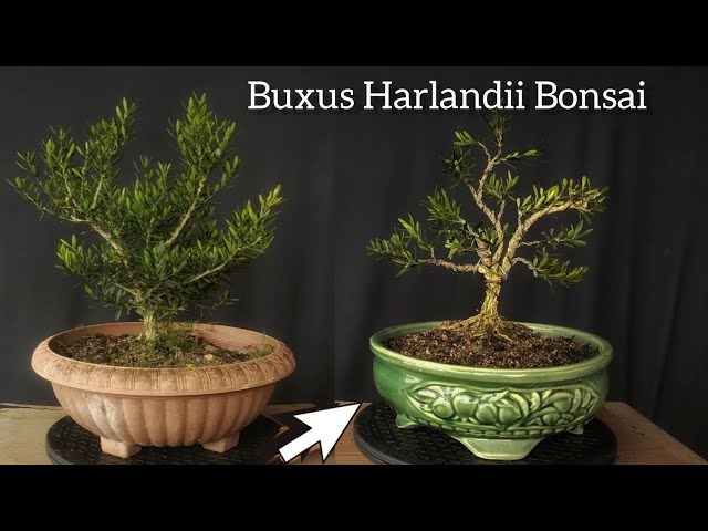 Langkah Awal Membentuk Bonsai Buxus class=