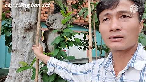 rất tiếc nếu anh em trồng phôi ổi mà không xem video này @Nguyenquangvi1976
