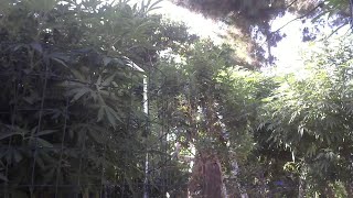 Live Break In The Garden Part 2