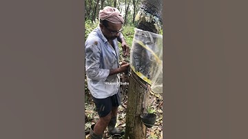 Rubber tapping #shorts