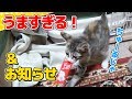 【猫】はじめてのちゅーるにフガフガが止まらない子猫たまとお知らせ：6日目【kitten】