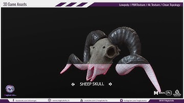 Sheep Skull 3d Model : Low Poly Game Ready