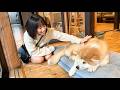 もふもふ秋田犬に癒された秋田・青森旅行🐕 │ 新幹線代0円旅