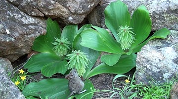 Cape rock elephant shrew visiting Eucomis regia ssp. pillansii, lapping nectar during the day