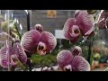 Обзор орхидей в магазине Флорэвиль в Москве / LIVE 08.04.21