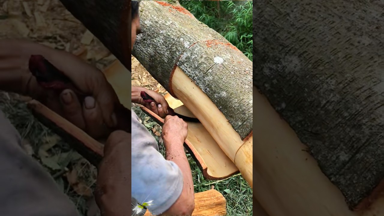 Understand in 10 seconds how to remove the skin of cinnamon, cut it。      10秒看懂肉桂是如何取皮割皮的，然後曬乾，製作中藥材