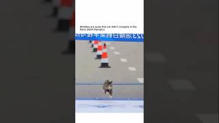 Athletes are lucky this cat didn’t compete in the Paris 2024 Olympics