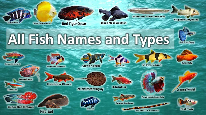 All Fish Names and Types in 2 minutes - DayDayNews