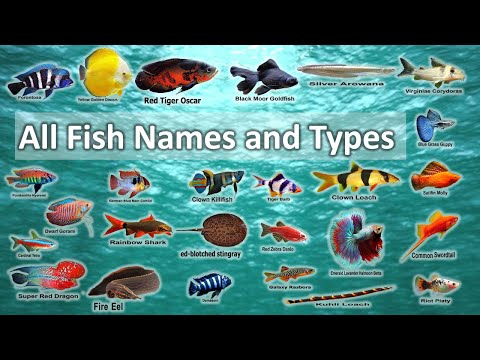 Video: What kind of fish is found in the Moscow River: types, description, photo