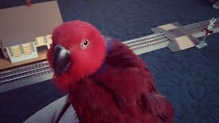 Eclectus Parrot