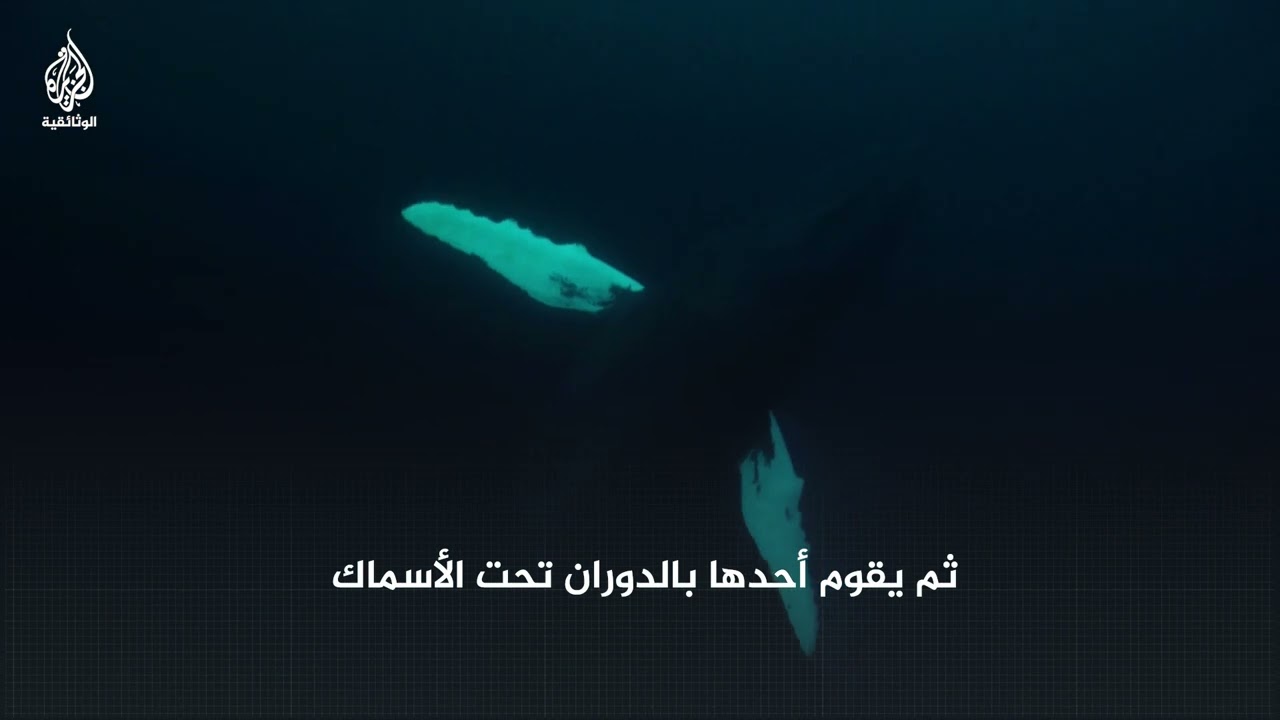 فخ محكم أوقعت به الحيتان أسماك الرنجة