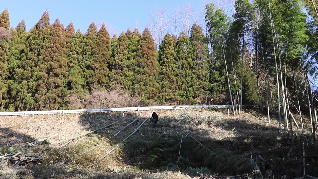 斜面の竹が無くなりこんなにもスッキリ明るくなった｜竹藪整備 - YouTube