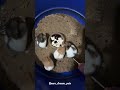 Brothers 🤼♂️ #trending #pets #love #vairalvideo #hamster #vairal #vairalshort #trendingshorts