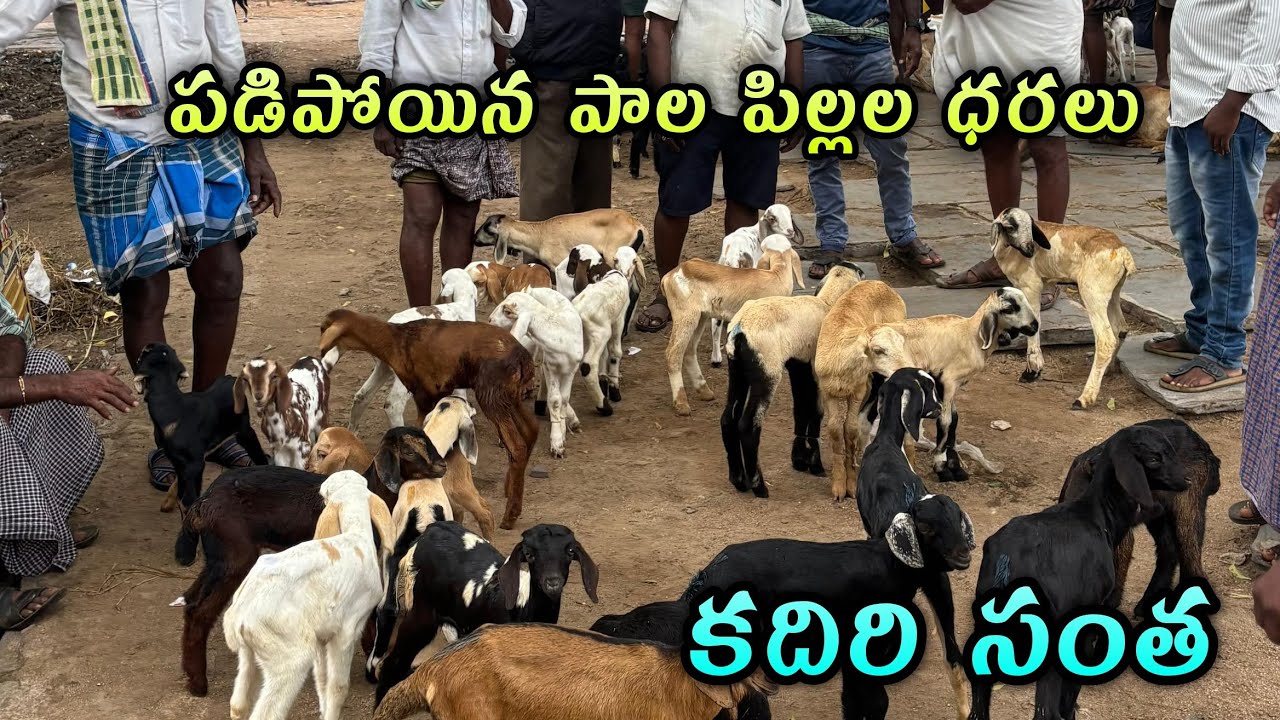 పడిపోయిన పాల పిల్లల ధరలు #