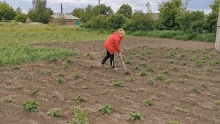 З ранку прибрали, потім в лікарню і на город. Все пересапали і посадили заново.